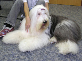 当日会場にかけつけたOracleの看板犬「ウェンディ」